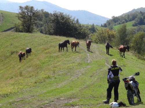 Endurofahrerin gewährt einer Gruppe von Pferden Vorfahrt