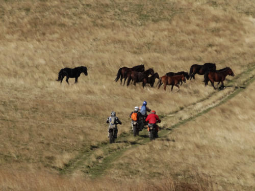 Wildpferde, Weite, Ursprünglichkeit und eine Gruppe von Endurobikern