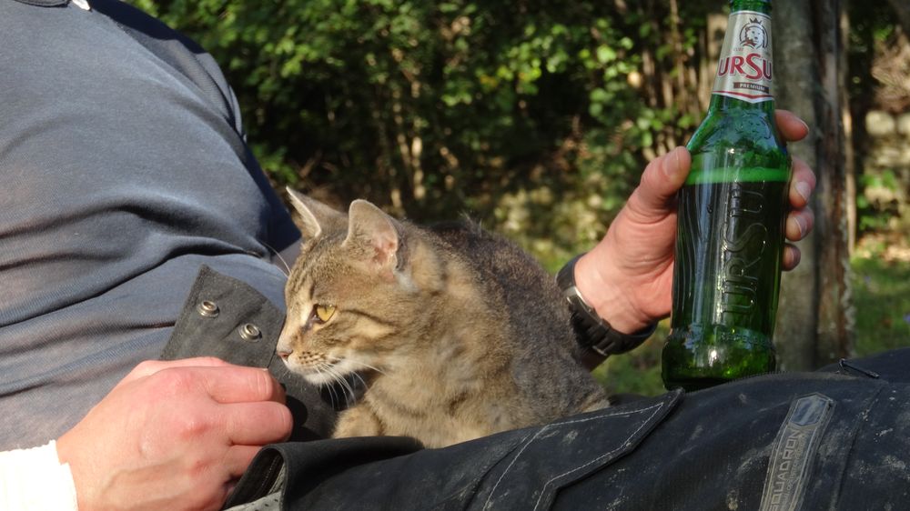 Erholung mit Bier und Katze nach einer tollen Tour in den Karpaten