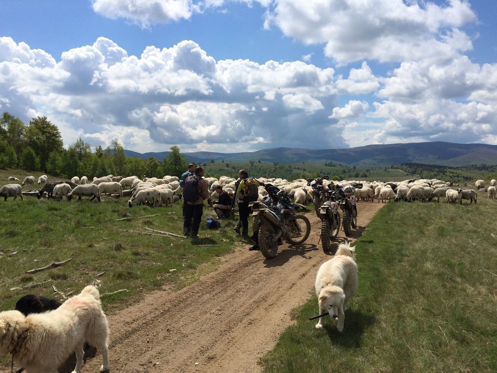 Schafsherde kreuzt den Weg, ungeplante aber schöne Pause während der Endurotour